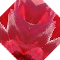 Pink Dalia