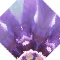 Iris #2
