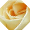 White Rose
