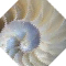 Nautilus shell